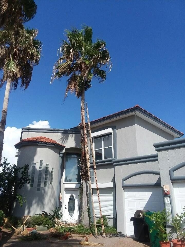 Tree Removal