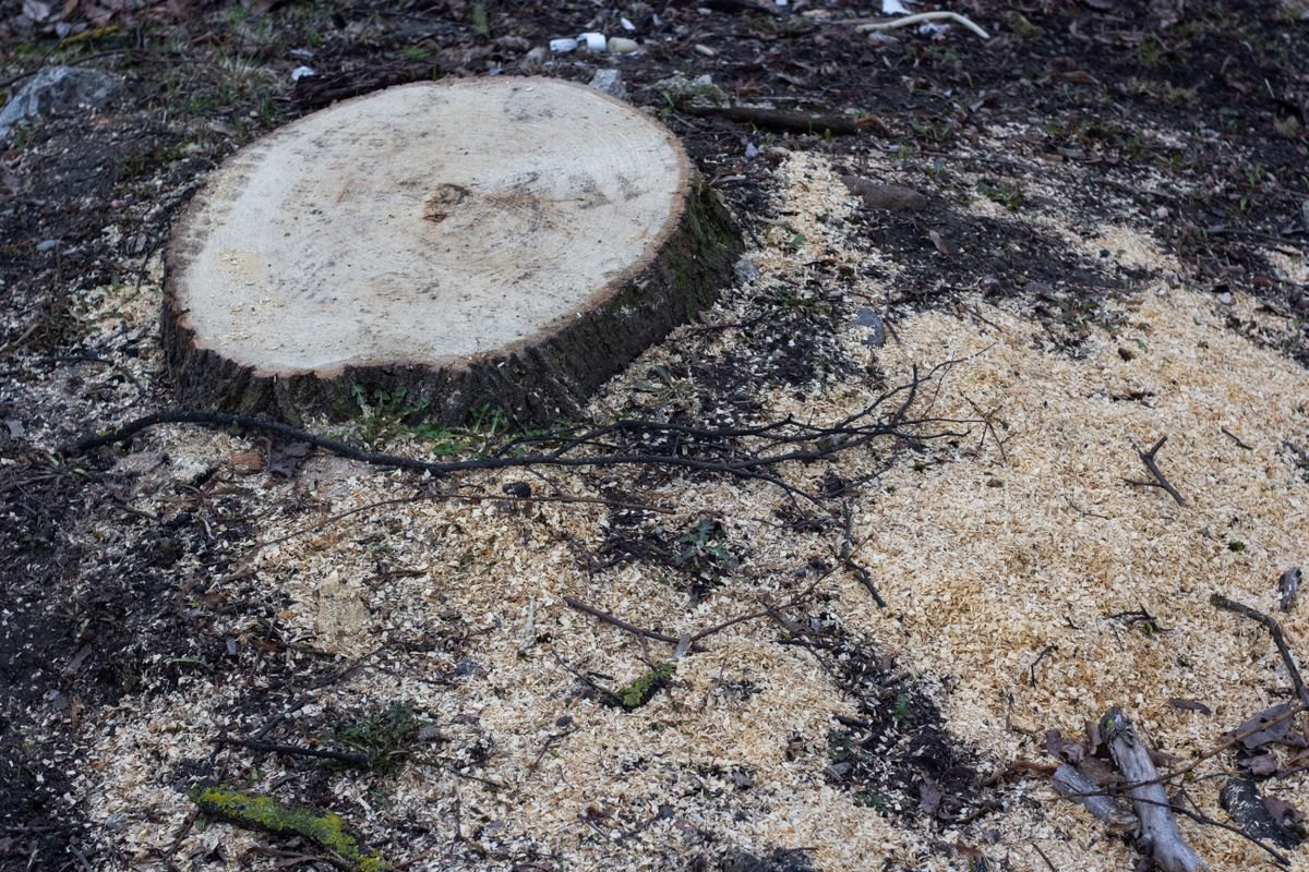 Stump Grinding