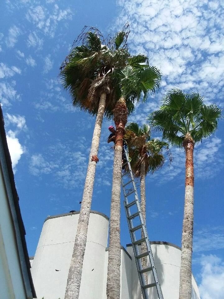 Tree Service crew on a job
